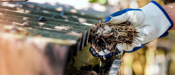 Pine Needle Gutter Cleaning in Alpharetta